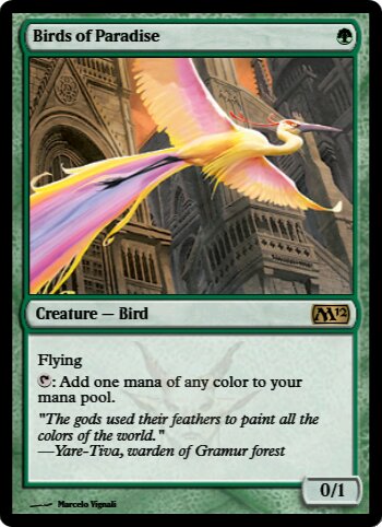 Birds of Paradise