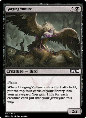 Gorging Vulture