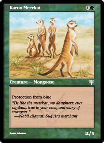 Karoo Meerkat