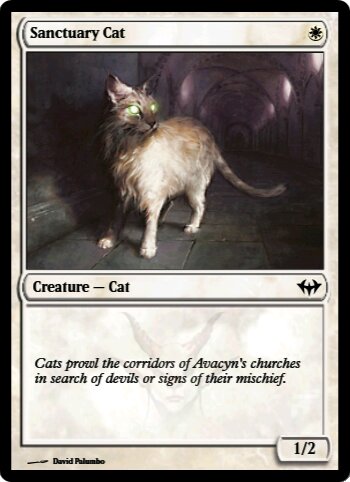 Sanctuary Cat