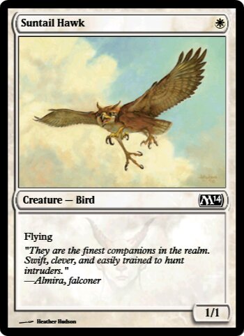 Suntail Hawk
